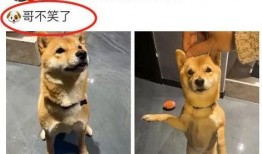 最新爆料狗哥,揭秘娱乐圈惊人内幕